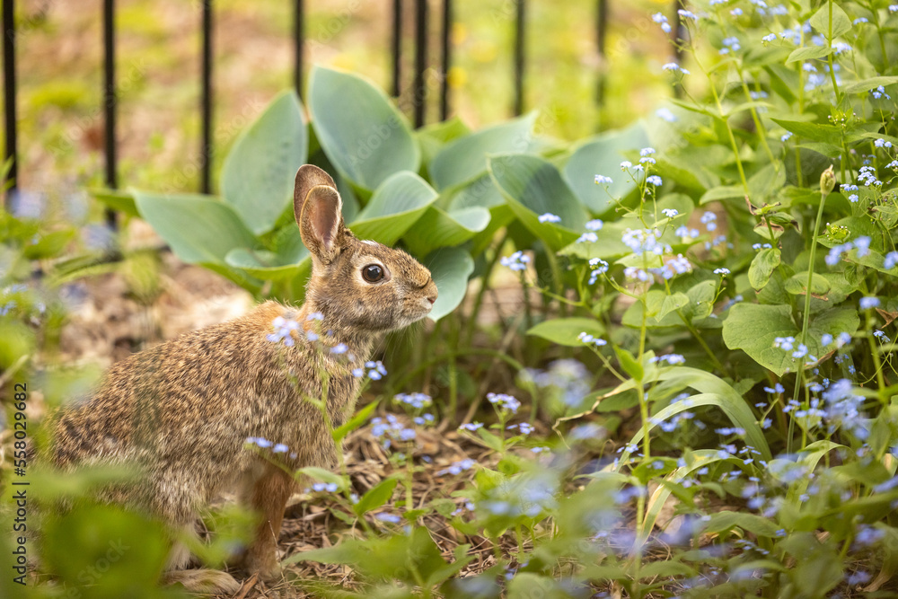 Garden photo garden_01 with rabbit