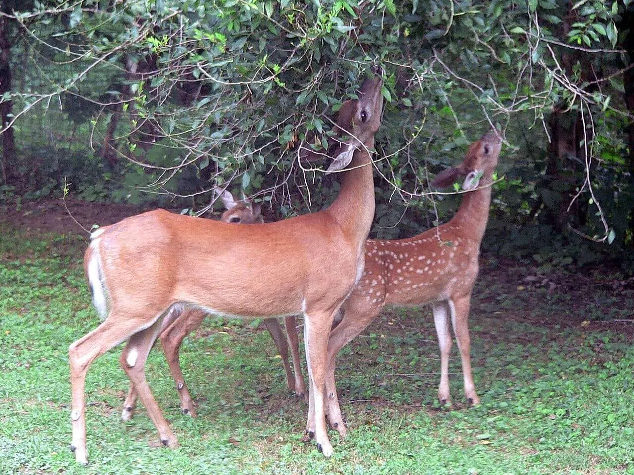 Garden photo garden_02 with deer