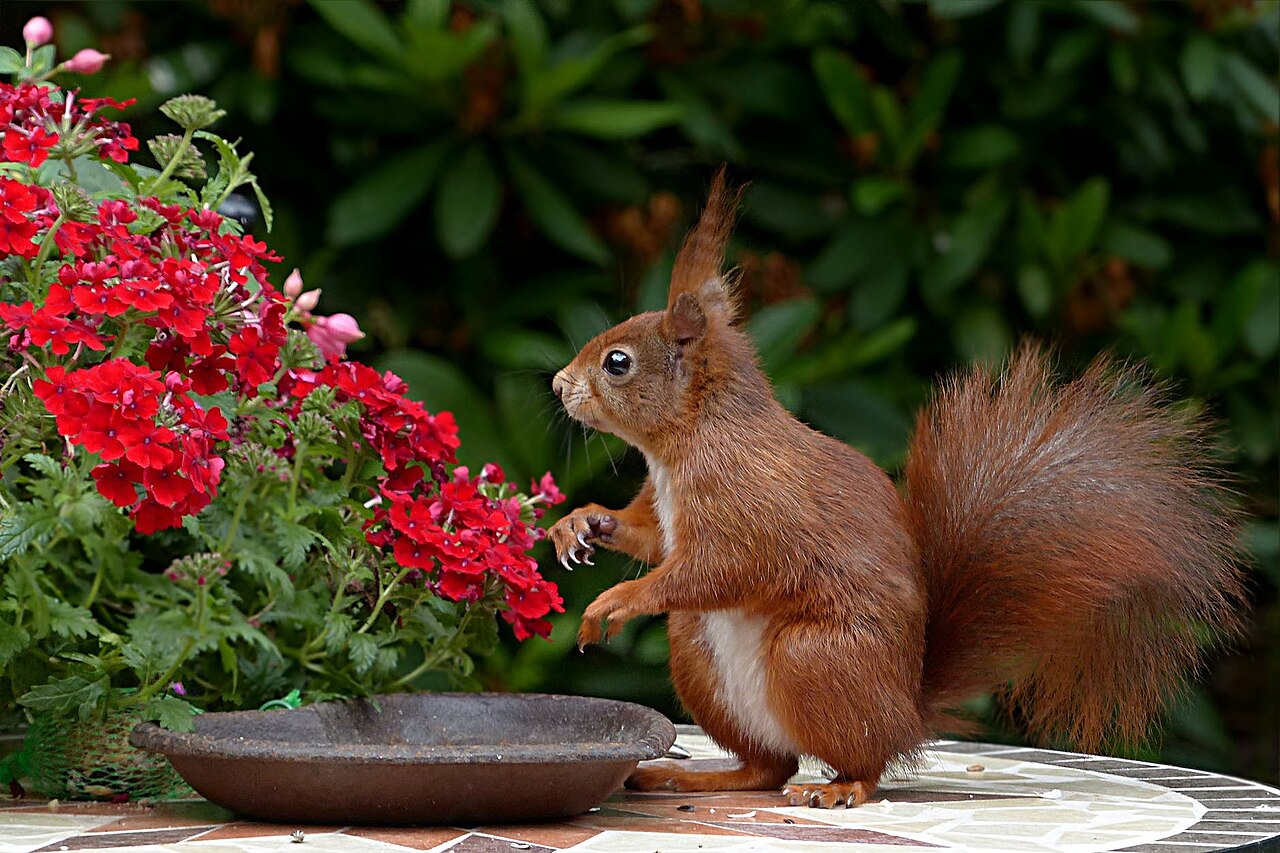 Garden comparison input 04 with a squirrel