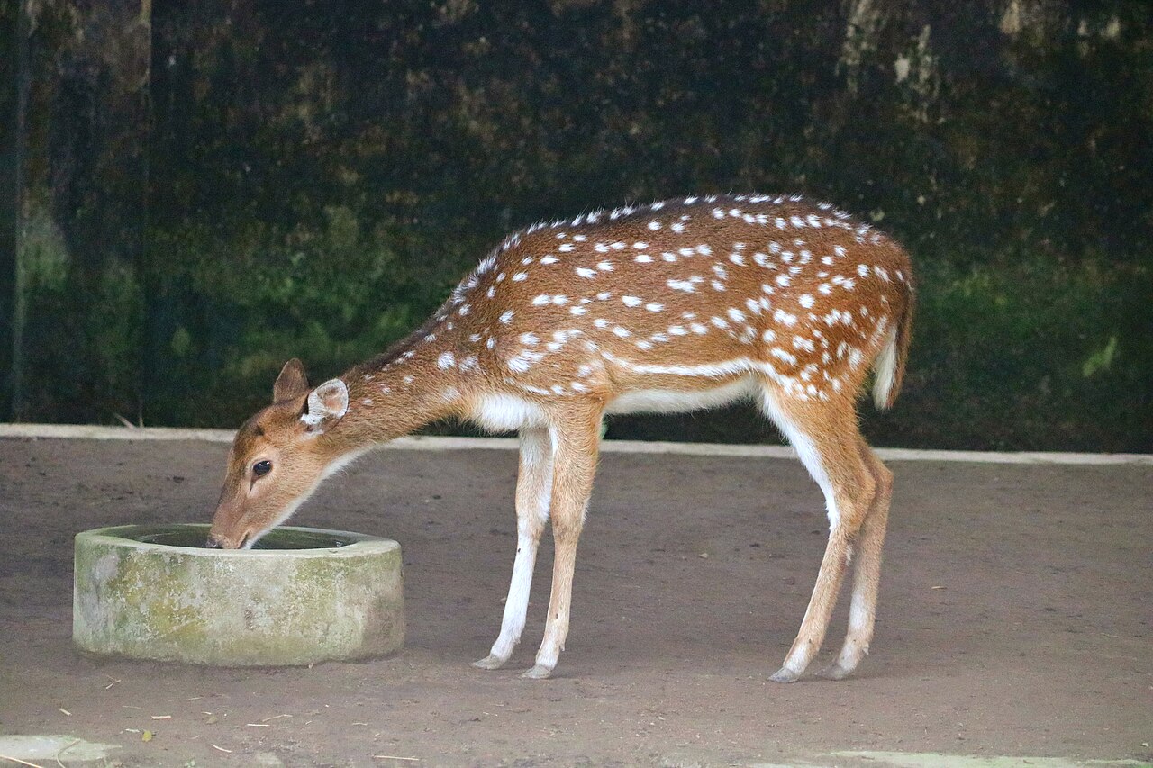 Garden comparison input 05 with a deer